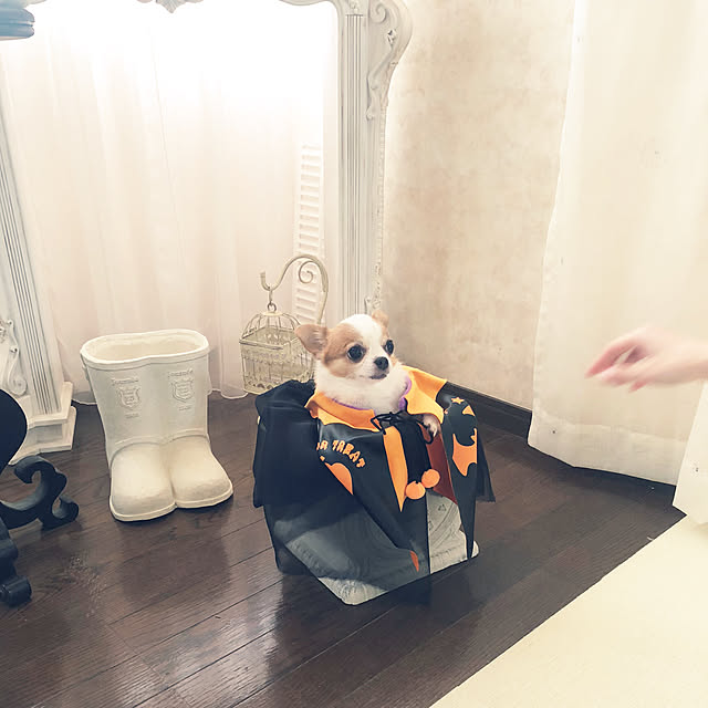 cocoさんの部屋