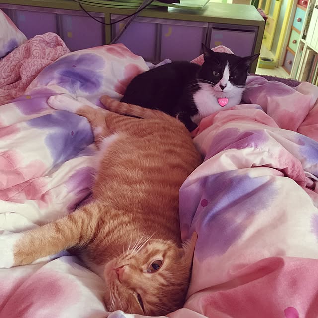 kimishigureさんの実例写真