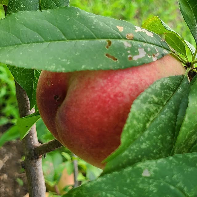 Rubiconさんの実例写真