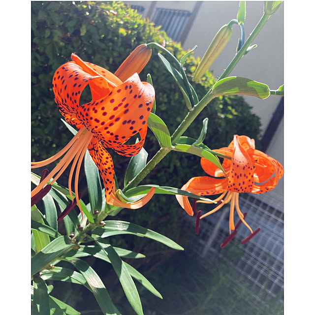 CoCo0617さんの実例写真