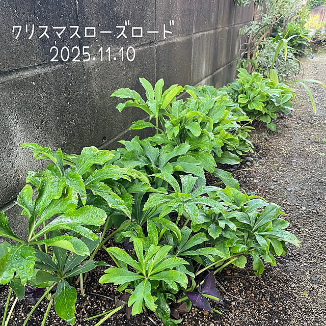 buchiさんの部屋