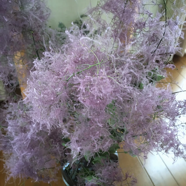nepenthesさんの実例写真