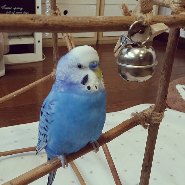 opiopiopiさんの実例写真