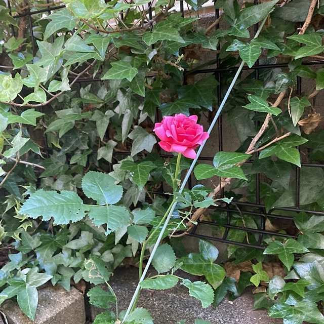 0617さんの実例写真