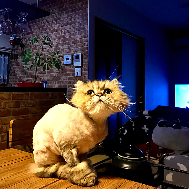 butachanさんの実例写真
