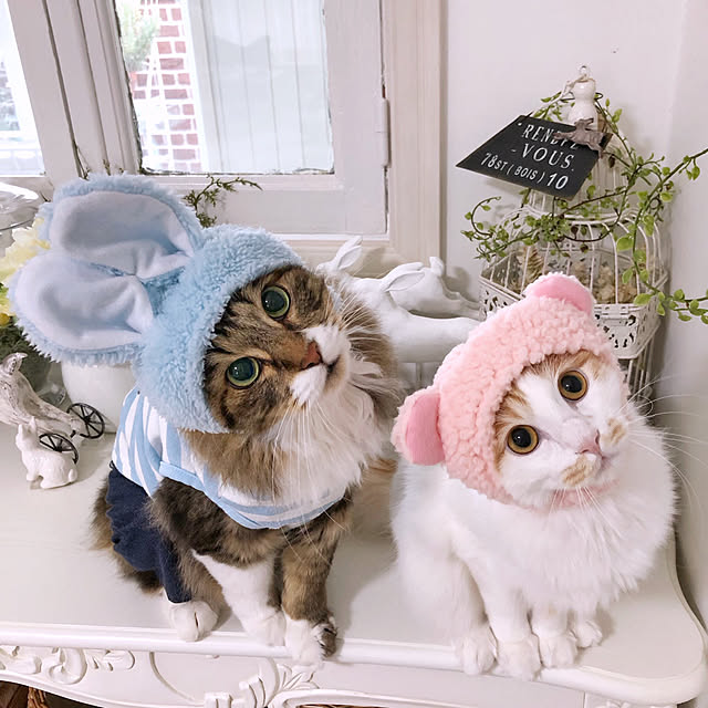 yuchiさんの実例写真