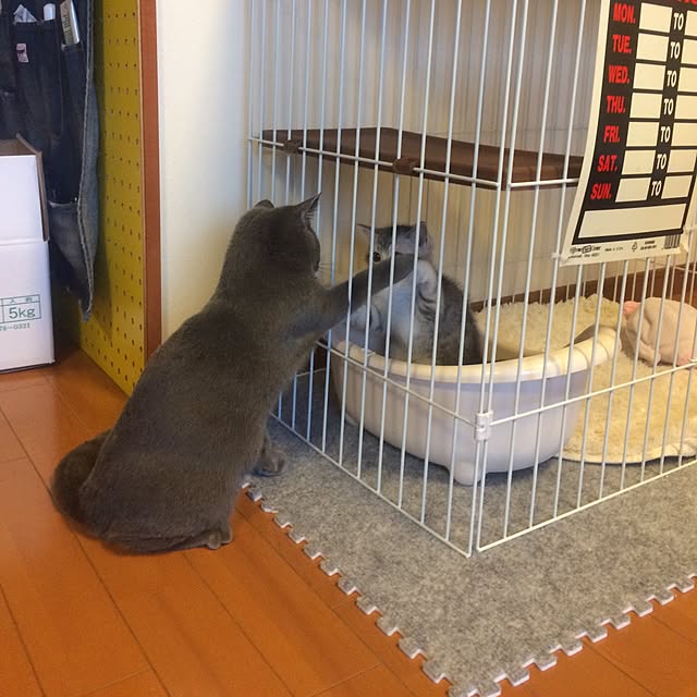 Shojiさんの実例写真