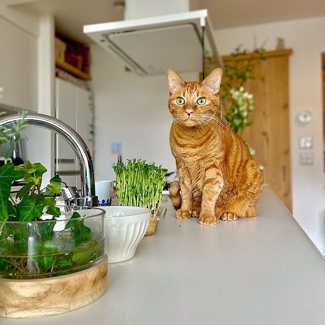 pooさんの実例写真