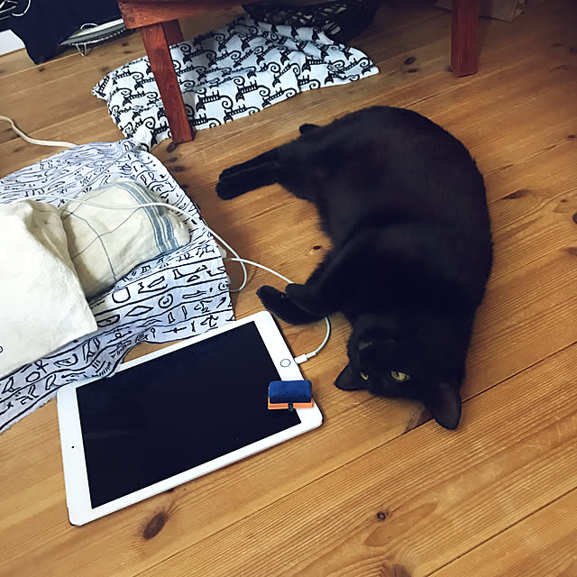 neko-2.2.2runmuさんの実例写真