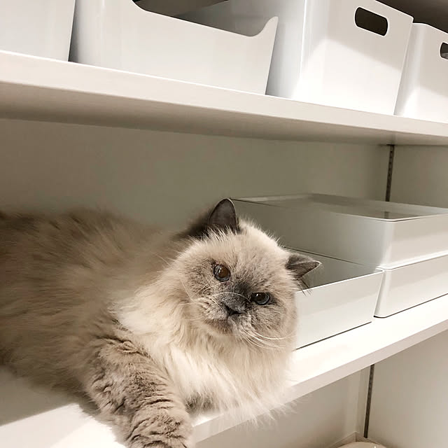 yuchiさんの実例写真