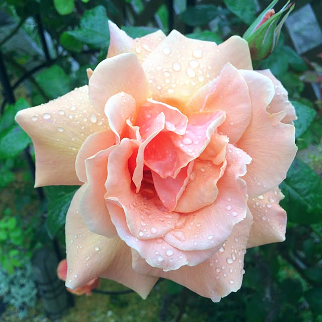 HappyRoseさんの実例写真