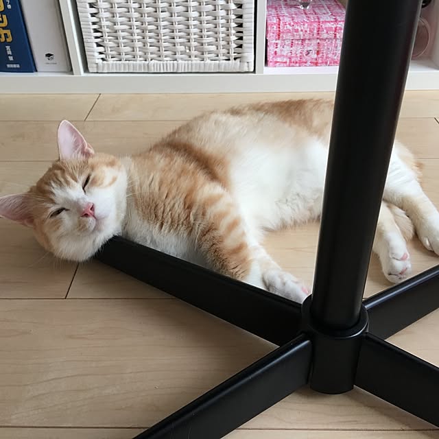 korinkorinさんの実例写真