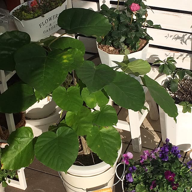 kimuraruさんの実例写真