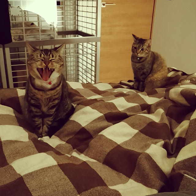 mochicoさんの実例写真