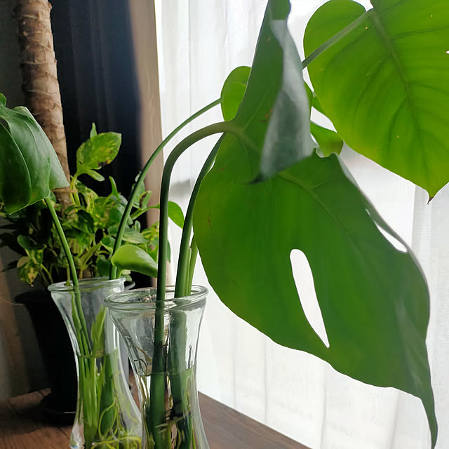 机/観葉植物のインテリア実例 - 2022-04-06 03:50:31
