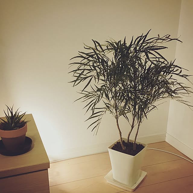 boyoさんの実例写真