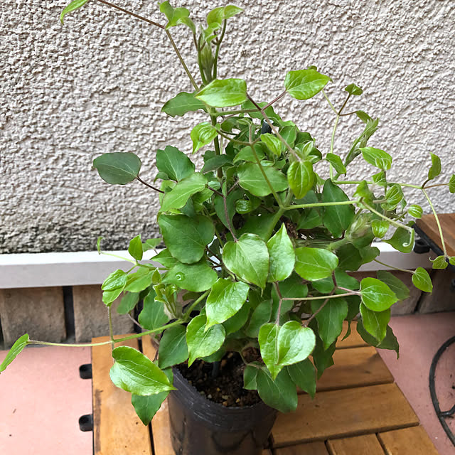 fumikoiさんの実例写真