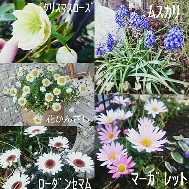 Yokoさんの実例写真