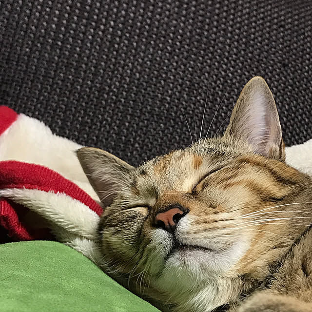 Tomokaさんの実例写真