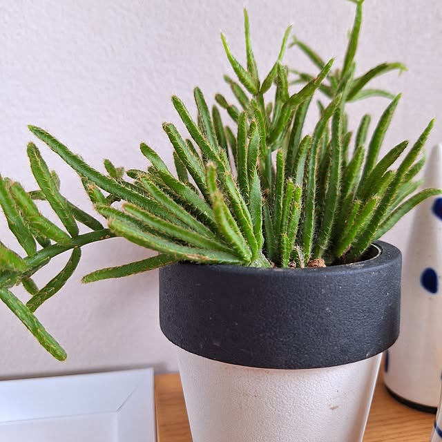 otokiさんの部屋