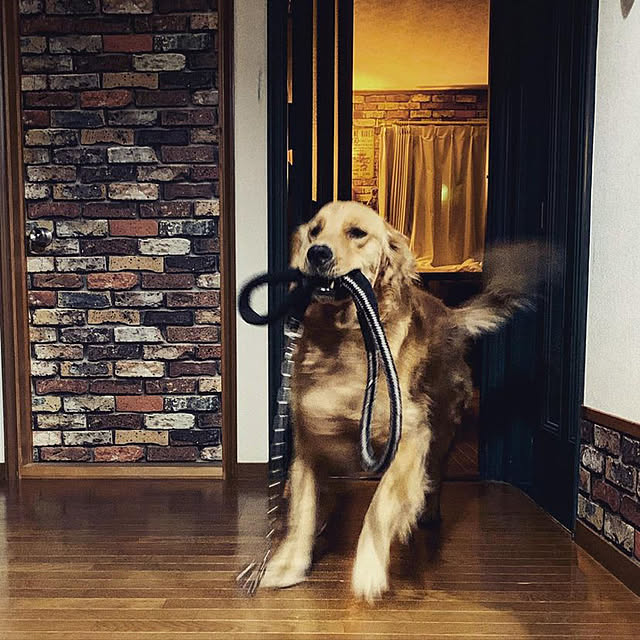 noriさんの実例写真
