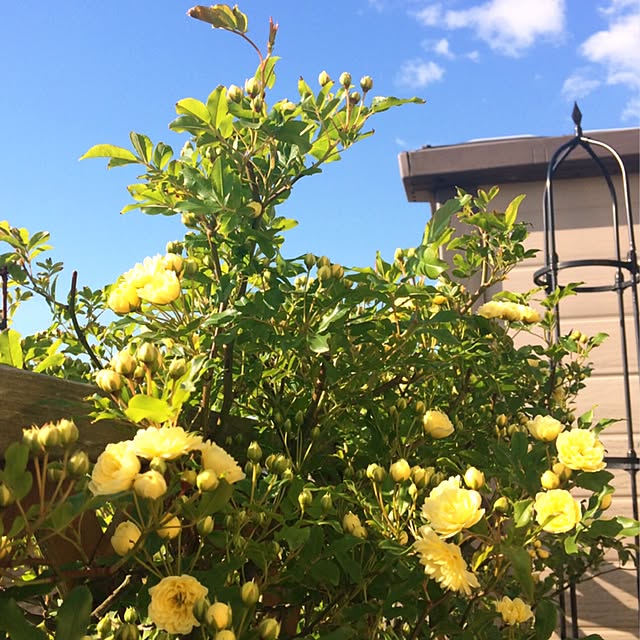 HappyRoseさんの実例写真