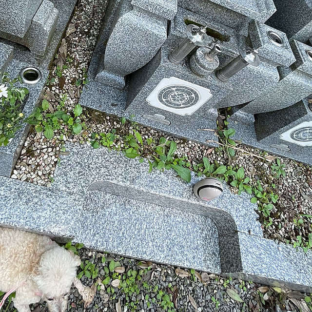 nekosamaさんの部屋