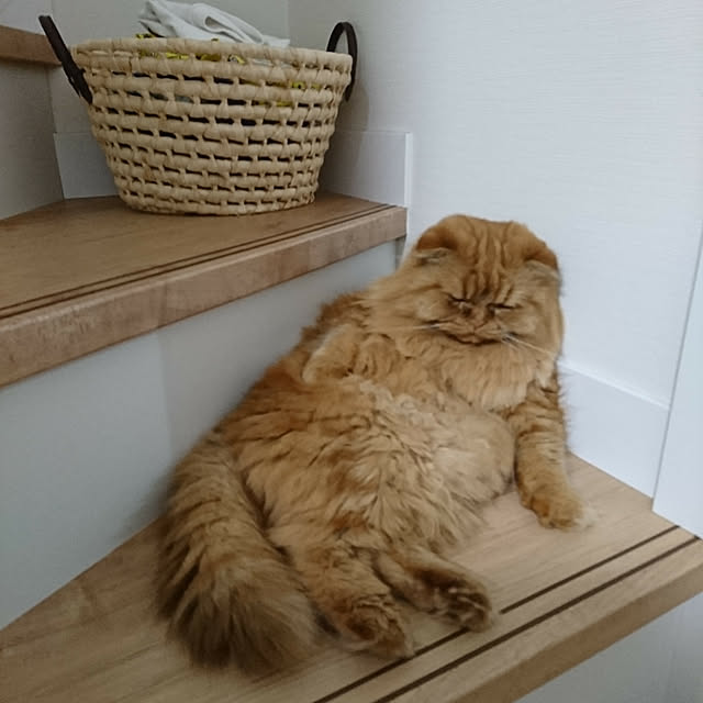 Mayukoさんの実例写真