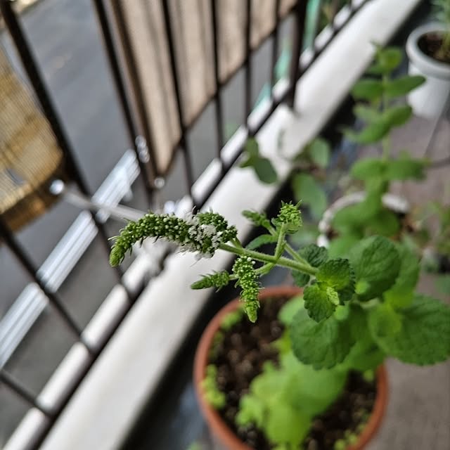 mi-saさんの部屋