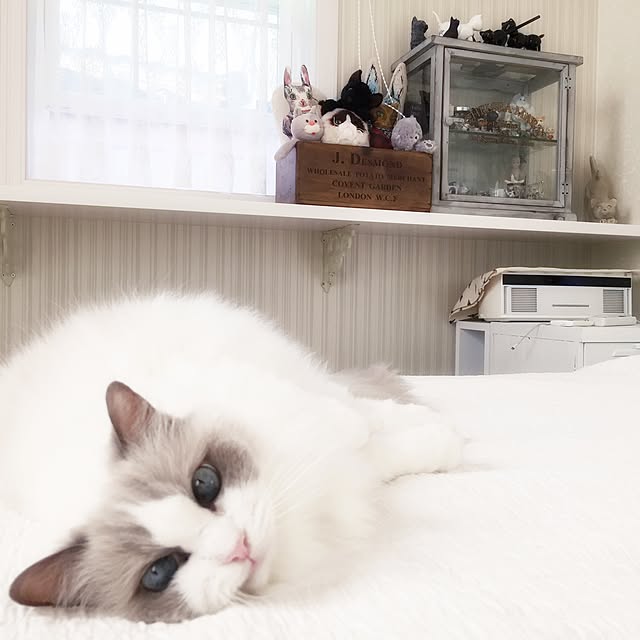 yuchiさんの実例写真