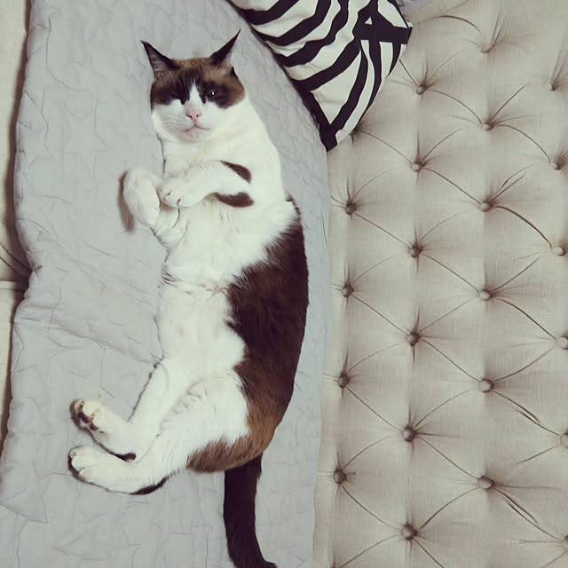 sabaさんの実例写真