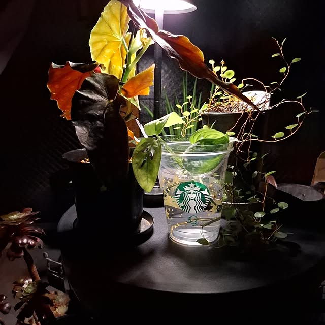 noaさんの部屋