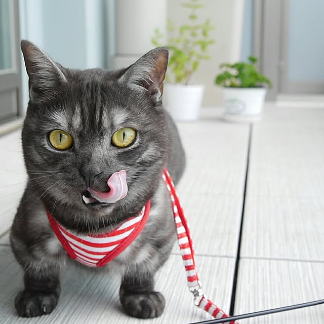tomatoさんの実例写真