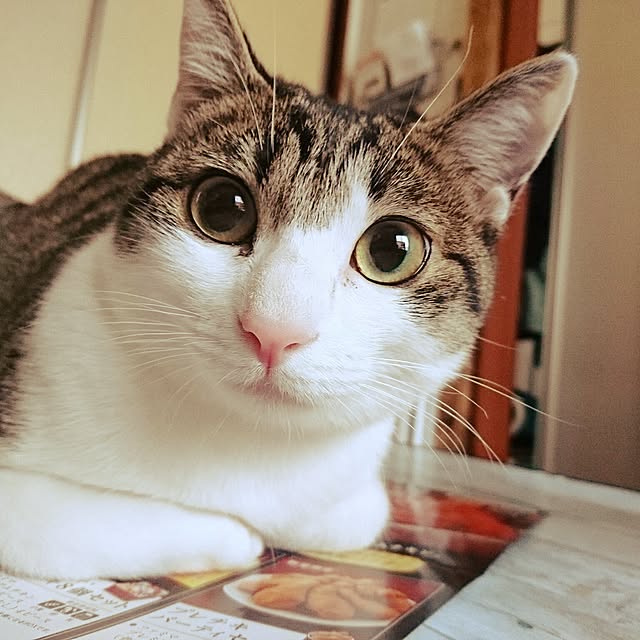 kiraさんの実例写真