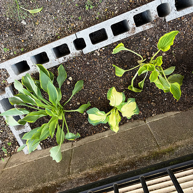 ritsukoさんの実例写真