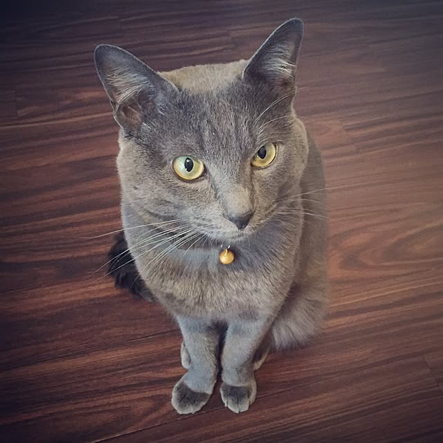 oscalさんの実例写真