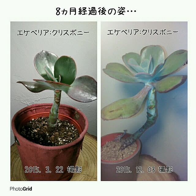 Plantexhibitionhallさんの実例写真
