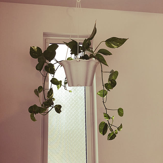 観葉植物/リビングのインテリア実例 - 2019-03-30 11:35:11