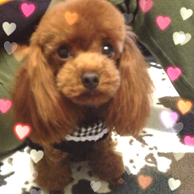 cocoさんの実例写真