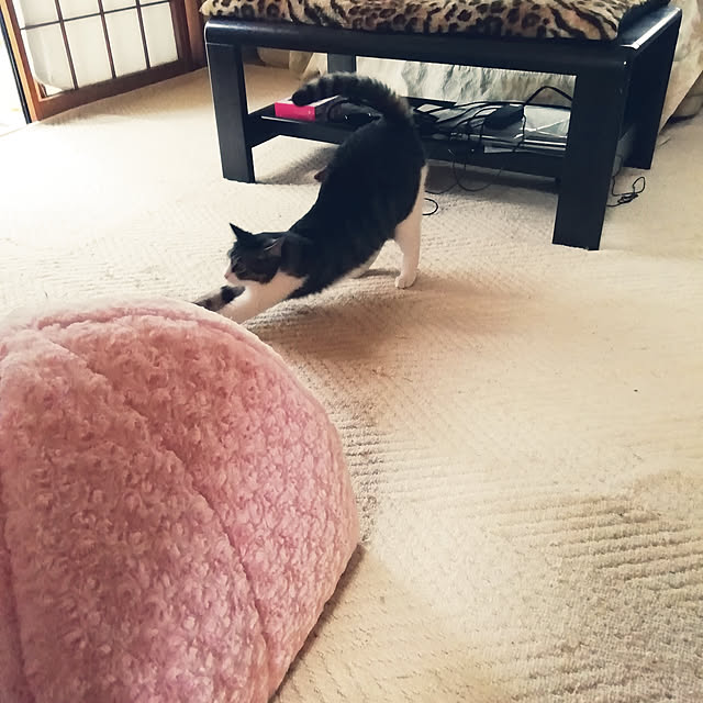Tomopさんの実例写真