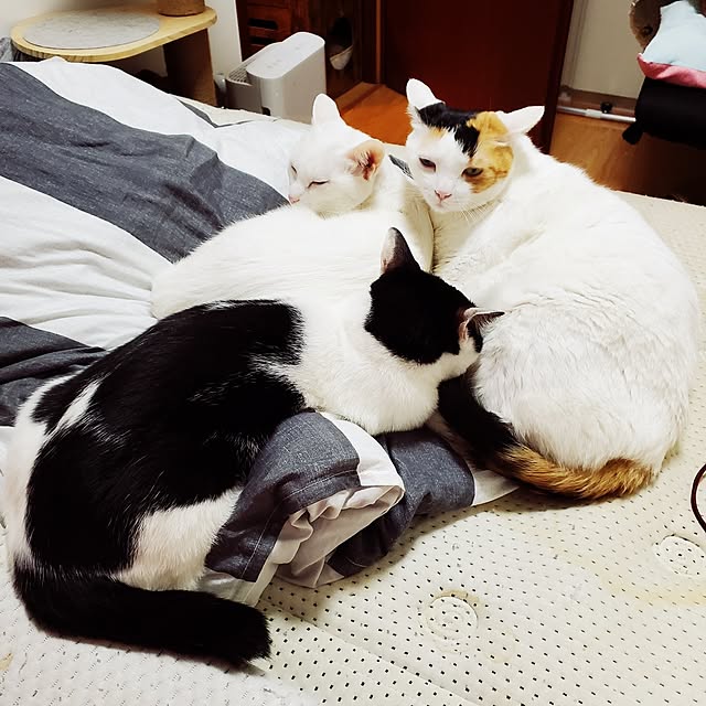 HOTARU.catさんの部屋