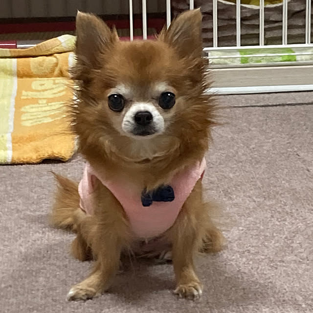 koroさんの実例写真