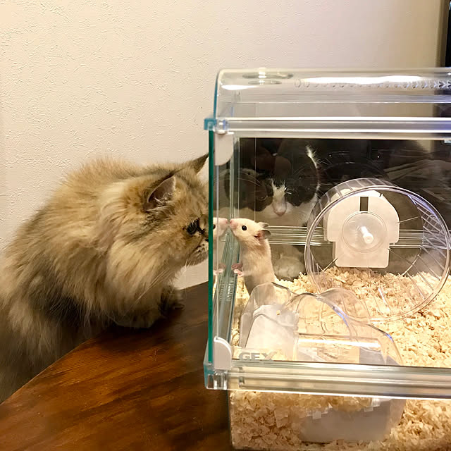 butachanさんの実例写真