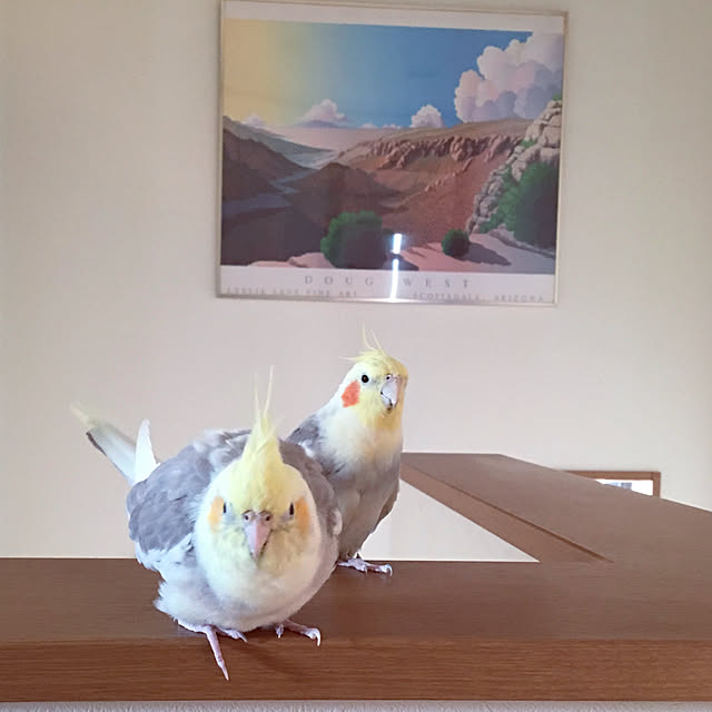 puriyuzuさんの実例写真