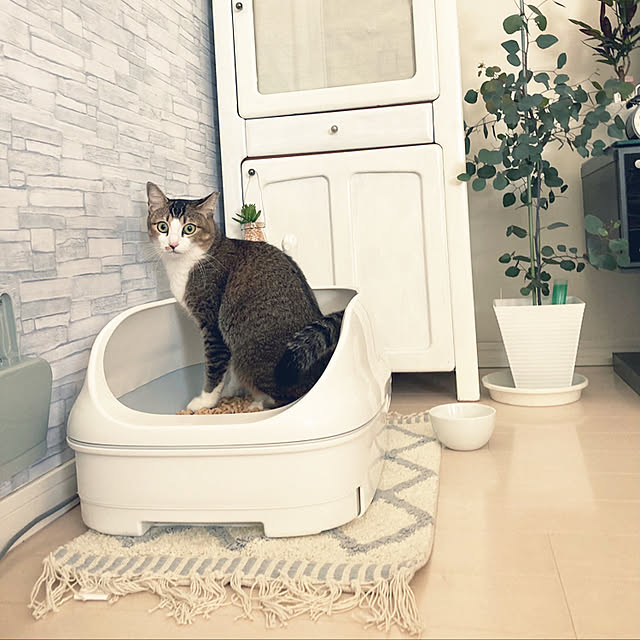 nekomiさんの実例写真