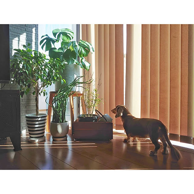 Akaneさんの実例写真