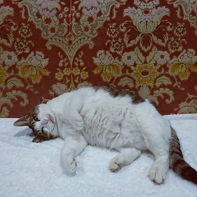 machikomamaさんの実例写真