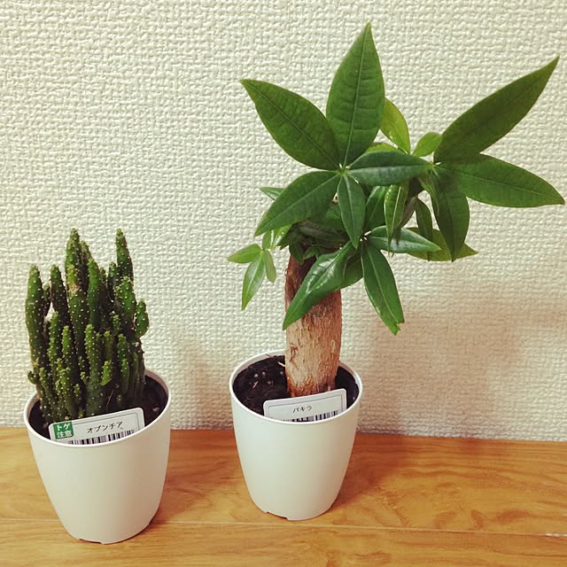 Yurieさんの実例写真