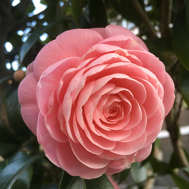 Ryokoさんの実例写真