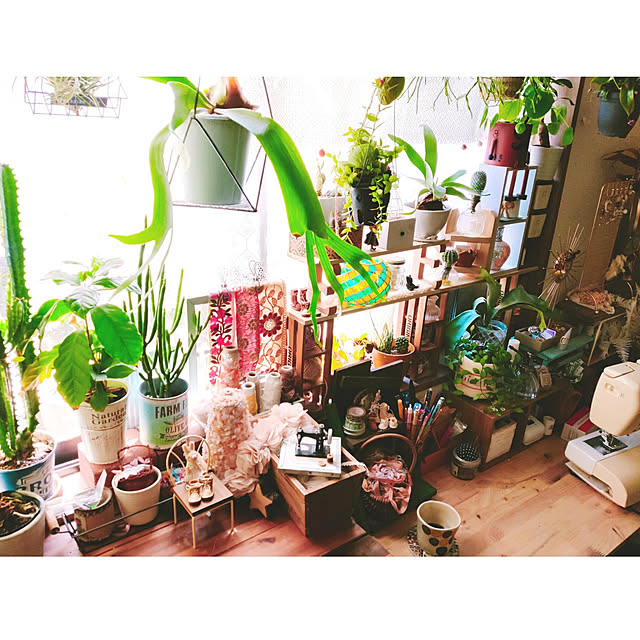 机/植物のある暮らし/植物が好き/ハンドメイドのある暮らし/吊り下げ観葉植物...などのインテリア実例 - 2021-04-23 10:28:44